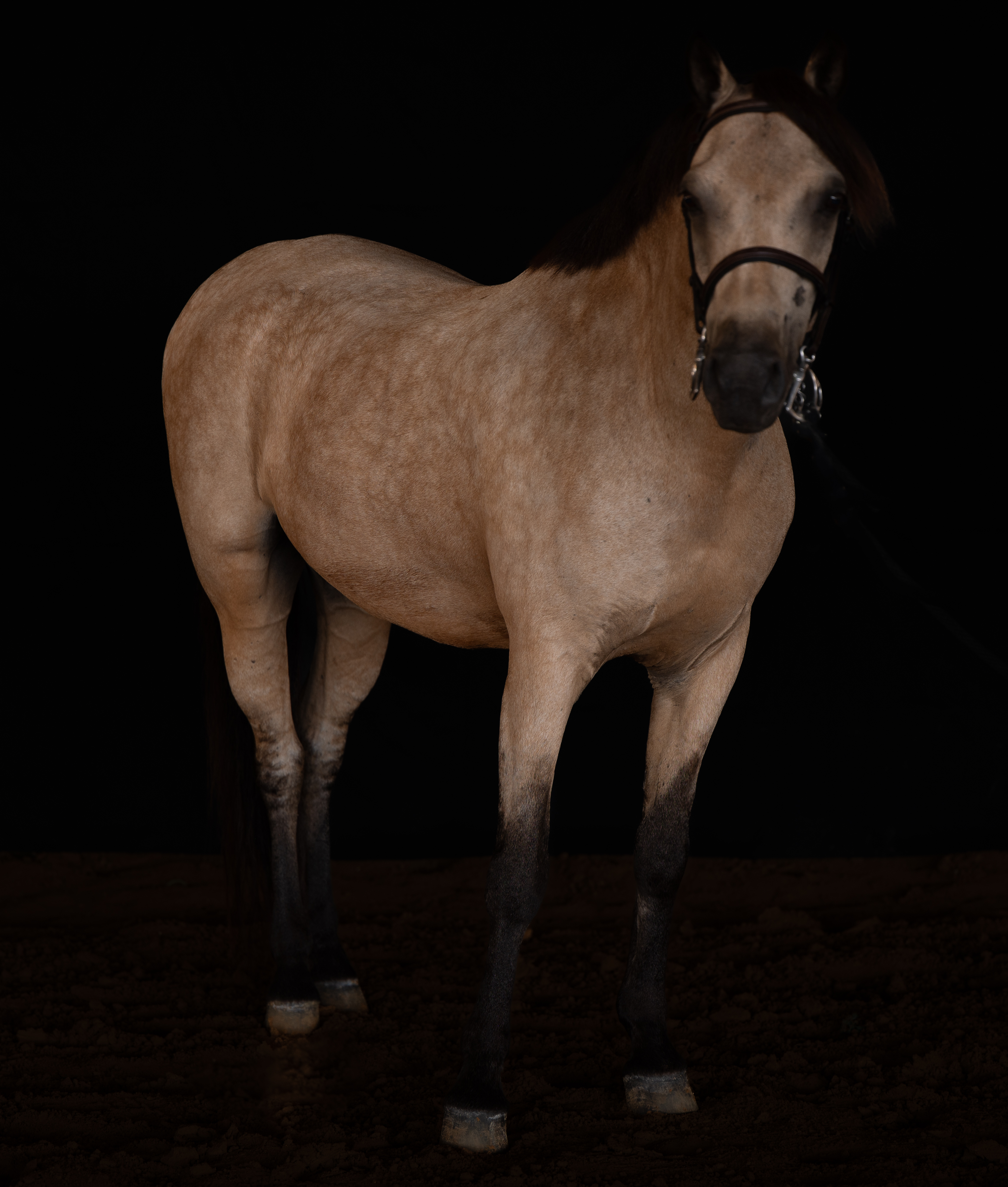 Cashew - Large Show Hunter Pony