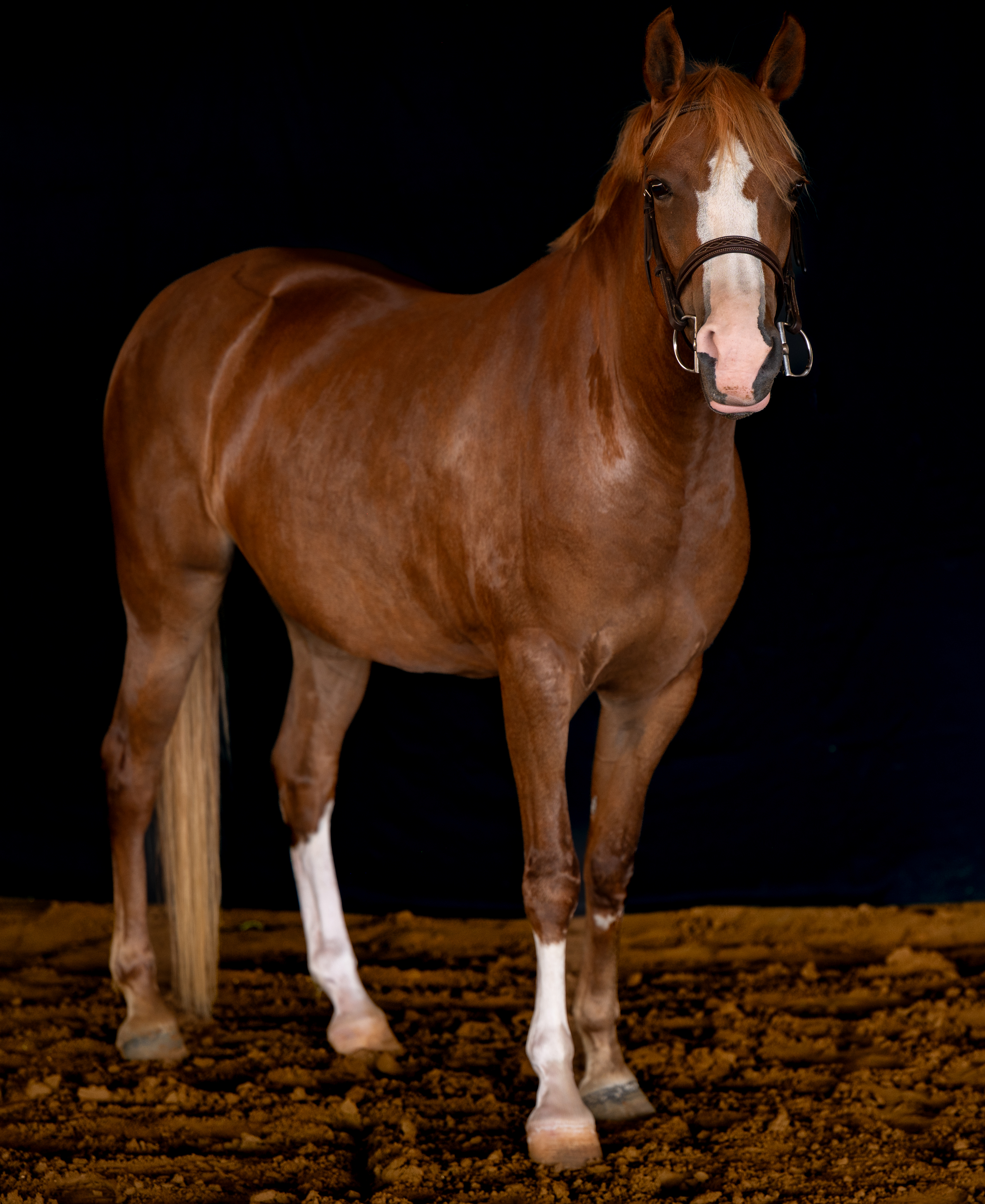 Mabel - Show Hunter Pony